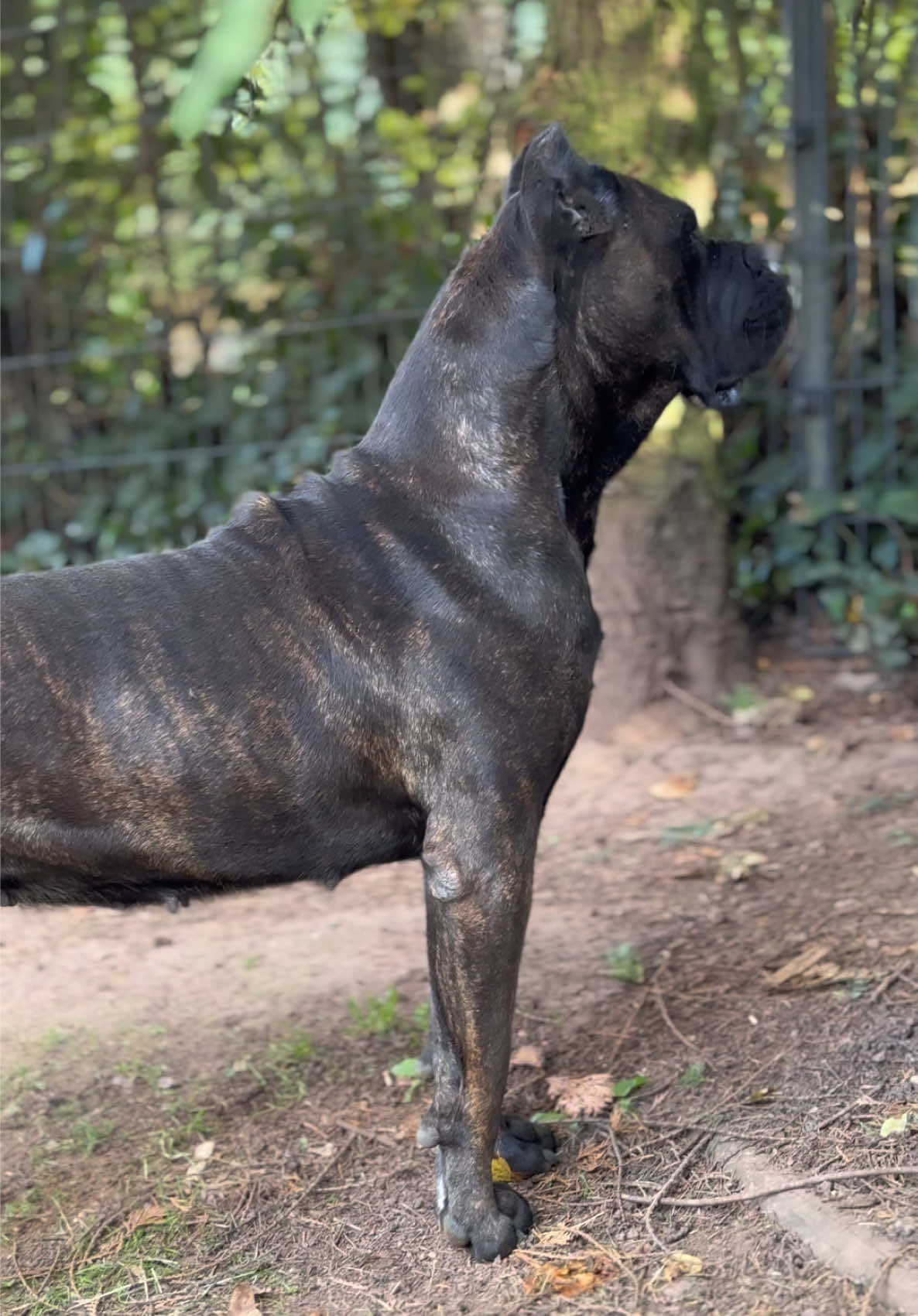 #canecorso ##dog #thebest #fyp #viral 