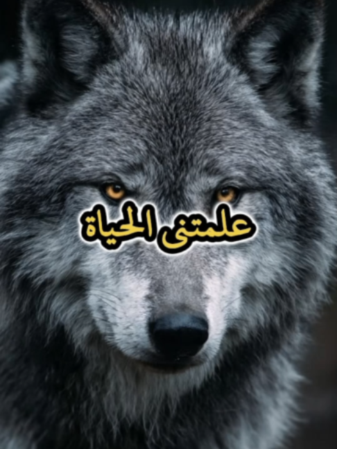 علمتني الحياة ان لا اشكي همي لاحد#اقتباسات #حكمة #خواطر #اكسبلور #نجاح #علم_النفس #تطوير_الذات #كلام_من_ذهب #اطمئن #اقتباسات_عبارات_خواطر #تحفيزات_إيجابية #اللهم_صلي_على_نبينا_محمد #fyp #explore #viral_video #psychology #motivation