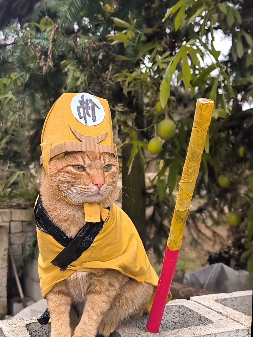 sư phụ, mau cứu con 🤭 #pet 