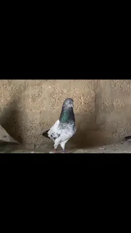 @عامرخان (چشمہ خانقا سراجیہ) @asif @Zaheer Awan my Ronaldo 😂😄😘👍