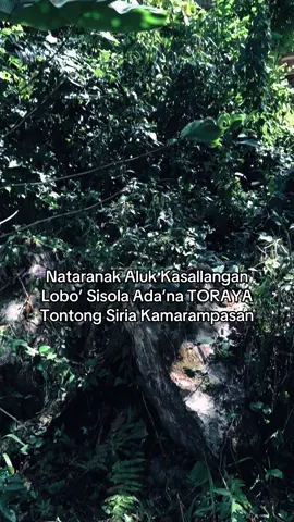 Kata Motivasi Dari Toraja #fyp #adattoraja #toraja #torajasulawesiselatan #torajautara 