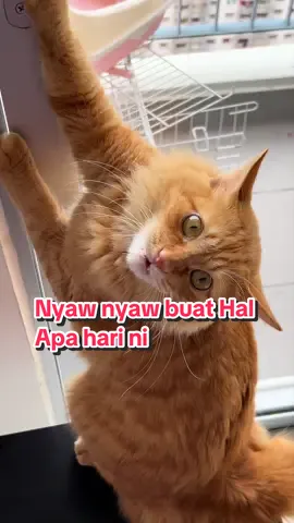 Nyaw nyaw buat masalah apa hari ni #kucing #oyen  Jangan kecam kita tau, dia yg cari masalah. Kita tak tahuu🙄