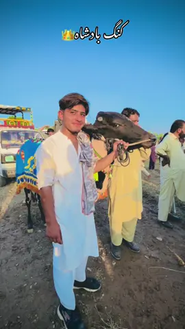 #viral #bullracepakistan #trending #fpyシ @shakir ali @﴿🔥آیا قبلہ بانڈی آلہ🔥﴾ @Malik bilal 