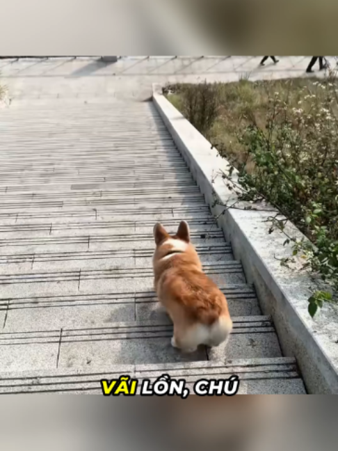 Chú chó Băng Băng và tai nạn mất cặp trứng quý giá#dongvat #khampha #haihuoc #thucung #fyp