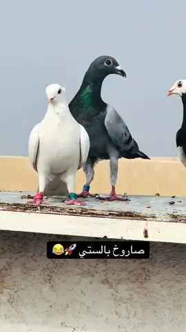 @غـًٌٍّ̨̥̬̩ـلَيـًٌٍّ̨̥̬̩ـص @جاسم 🕊️❤️ @𝑆𝑎 @ابطال العماره💎 @عبوسي السمح ☺️ @ابن الفلوﺟـه @حسن خلف 
