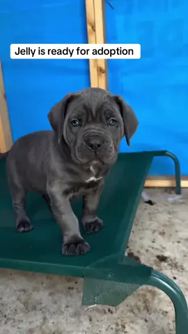 Looking for a loyal and loving companion? 🐶 Our Cane Corso puppies are available for adoption and looking forward to joining caring forever families. Reach out to learn more about the available puppies. #CaneCorsoPuppies #CaneCorso #PuppiesAvailable #Florida #FloridaCaneCorso 