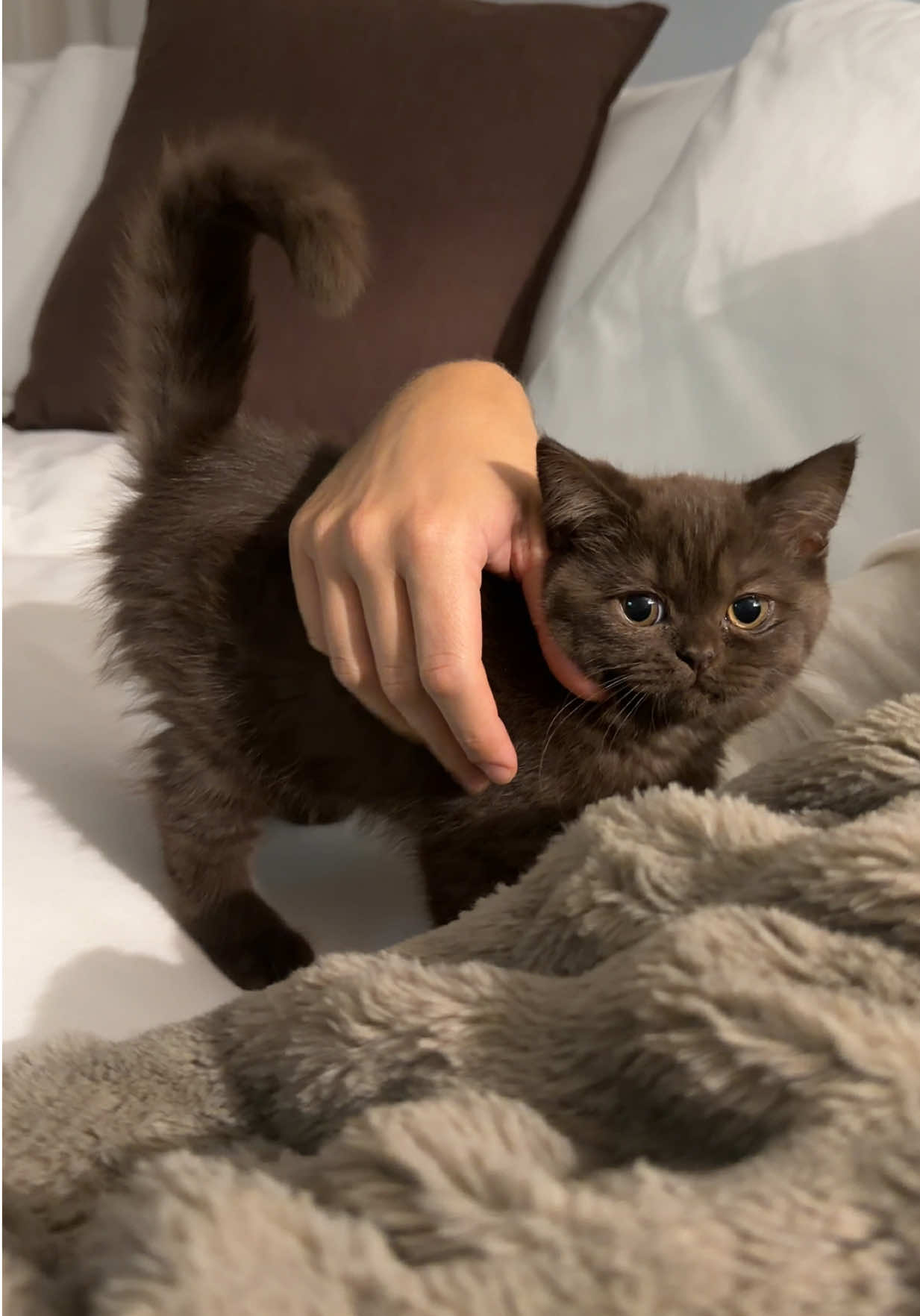 I’m just a baby bear kitten 🧸 #bsh #britishshorthair #chocolatecat 