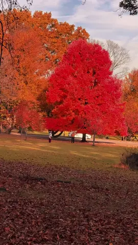 These colors 🍂  #fyp #fallvibes #autumnaesthetic #fall #fallaesthetic 