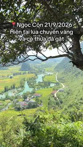 📍Ngọc Côn 21/9/2026 Hiện tại lúa chuyển vàng và có thửa đã gặt, tranh thủ đi ngay Cao Bằng các bác ơiiii #caobang #caobangloop #caobangtravel #DuLichCaoBang #caobangreview 
