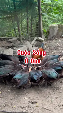 cuộc sống hằng ngày #leanontiktok #vochonganba #cuocsongomiennui 