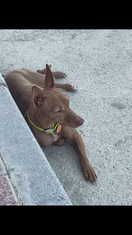 Noa🐶#podencoandaluz #cazador #paratiiiii #viral_video #caza 