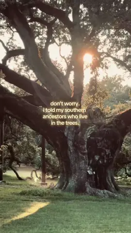 don’t worry.  i told my southern   ancestors who live  in the trees. #cozyaestheticvibes #southernwitch #witchcraft #folkwitchcraft #trees  