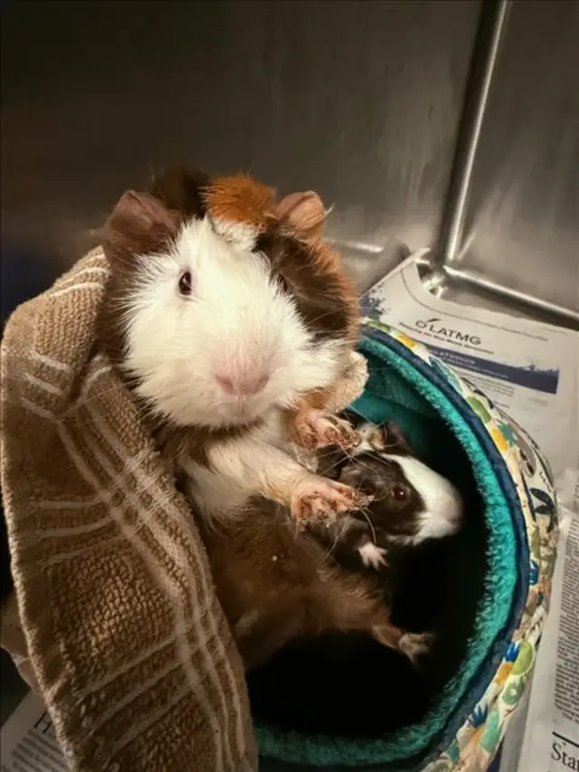 At the East Valley Animal Shelter we have a boy guinea pig who came in with a little girl guinea pig. He is super sweet and everyone loves him. He is constantly talking to little Lovey (girl) through the cage. He misses her. He is a lover for sure. Call 1-888-452-7381 #adopt 