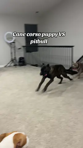 Our boys play fight so loud! (Dont worry they never actually fight and we chill them out if they get too roudy) Do your dogs play like this? #bullybreeds #bullybreedsoftictok #putbull #canecorso #canecorsopuppy   