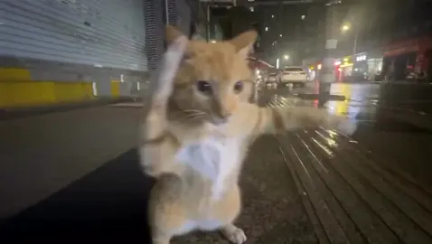 CAT SHADOW BOXING🐈🥊⚡️#cat #boxing🥊 #shadowboxing #viral #funnymemes 