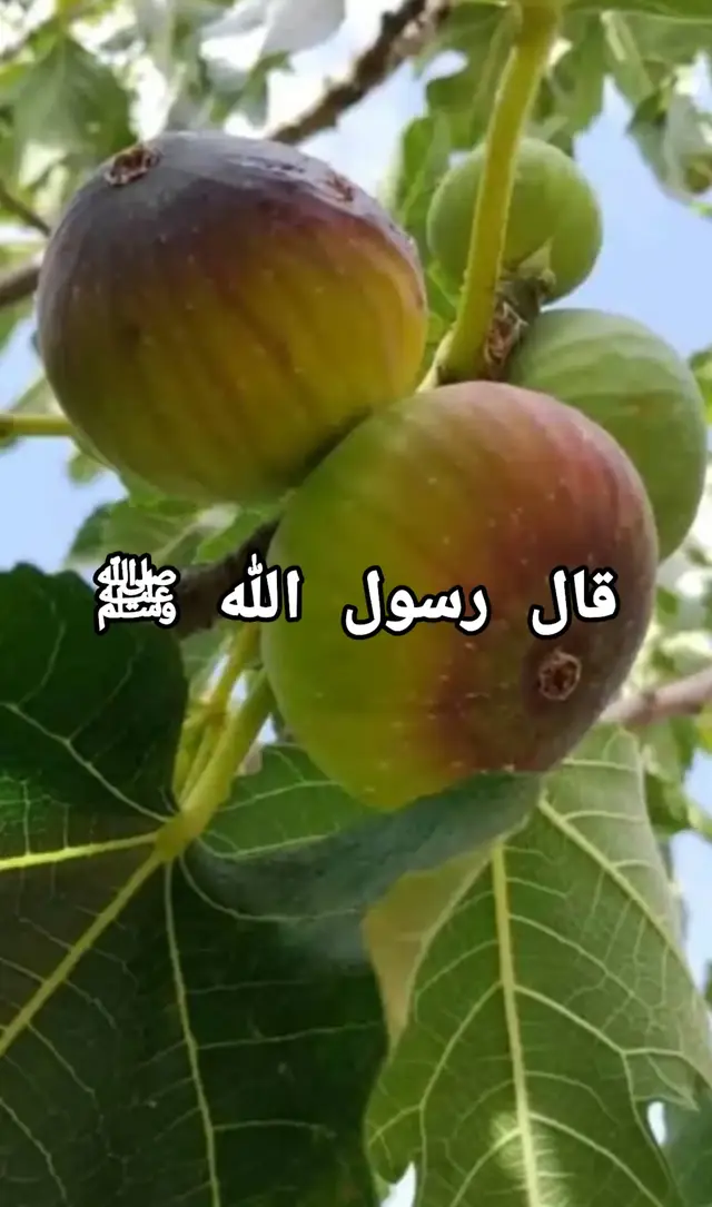 #صلي_علي_النبي_محمد_صلي_الله_عليه_وسلم #اللهم_صلي_وسلم_وبارك_علي_سيدنا_محمد 🌸 قال رسول الله ﷺ: 🤍 «إِنَّ اللَّهَ لَا يَنْظُرُ إِلَى صُوَرِكُمْ وَأَمْوَالِكُمْ، وَلَكِنْ يَنْظُرُ إِلَى قُلُوبِكُمْ وَأَعْمَالِكُمْ.» 📚 رواه الإمام مسلم بن الحجاج في صحيحه. 🌿 🍃 تدبر الحديث: 💖 يا لها من راحةٍ للقلب... فالله سبحانه لا يقيسكِ بجمالكِ، ولا بمالكِ، ولا بمنصبكِ، ولا بما يمدحكِ به الناس. 🤍 إنما ينظر إلى قلبكِ... هل امتلأ بالإخلاص؟ 🌸 هل يحب الله؟ 🤲 هل يخشاه؟ 🌧️ هل يندم إذا أذنب؟ 🌱 هل يفرح بالطاعة؟ 🕊️ ثم ينظر إلى عملكِ؛ لأن العمل ثمرة القلب، فإذا صلح القلب صلحت الجوارح، وإذا فسد القلب فسدت الأعمال. 🌹 فاجعلي همَّكِ أن يكون قلبكِ جميلًا عند الله، ولو لم يلتفت إليكِ أحد من الناس. 💎 فكم من إنسانٍ لا يعرفه الناس، لكنه عند الله عظيمٌ بقلبه الصادق، وكم من مشهورٍ لا يساوي عند الله شيئًا إذا خلا قلبه من الإخلاص. 🌺 رسالة اليوم: ✨ لا تسألي: كيف يراني الناس؟ 🤍 بل اسألي: كيف يراني الله؟ 📖 ﴿يَوْمَ لَا يَنْفَعُ مَالٌ وَلَا بَنُونَ ۝ إِلَّا مَنْ أَتَى اللَّهَ بِقَلْبٍ سَلِيمٍ﴾. 🌿🤍قال رسول الله ﷺ: سبعَةٌ يُظِلُّهُمُ اللهُ في ظِلِّهِ يومَ لا ظِلَّ إِلَّا ظِلُّهُ : إِمامٌ عَادِلٌ ، وشَابٌّ نَشَأَ في عِبادَةِ اللهِ ، ورجلٌ قلبُهُ مُعَلَّقٌ بِالمسجدِ إذا خرجَ مِنْهُ حتى يَعُودَ إليهِ ، ورجلًانِ تَحابَّا في اللهِ فاجتمعَا على ذلكَ وافترقَا عليهِ ، ورجلٌ ذكرَ اللهَ خَالِيًا فَفَاضَتْ عَيْناهُ ، ورجلٌ دَعَتْهُ امرأةٌ ذَاتُ مَنْصِبٍ وجَمالٍ فقال : إنِّي أَخَافُ اللهَ ربَّ العالمينَ ، ورجلٌ تَصَدَّقَ بِصَدَقَةٍ فَأَخْفَاها حتى لا تعلمَ شِمالُهُ ما تُنْفِقُ يَمِينُهُ#صلوا_على_رسول_الله #سوريا_تركيا_العراق_السعودية_الكويت #فرنسا🇨🇵_بلجيكا🇧🇪_المانيا🇩🇪 