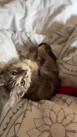 so cute #cats #socute #catslovers 