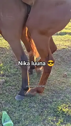#horses #fyp #goviral #stallion #mare #blackhorse #arabianhorse #drafthorse (3)
