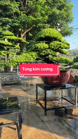 Ưng cây nào báo em nhé #hoabonsai #caycanh #caycanhnghethuat #nhavuonhoaloan #xuhuong2026 