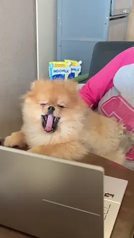 #funmomkbmi #blessedagency #kbmiselaludihati #pomerian #pet