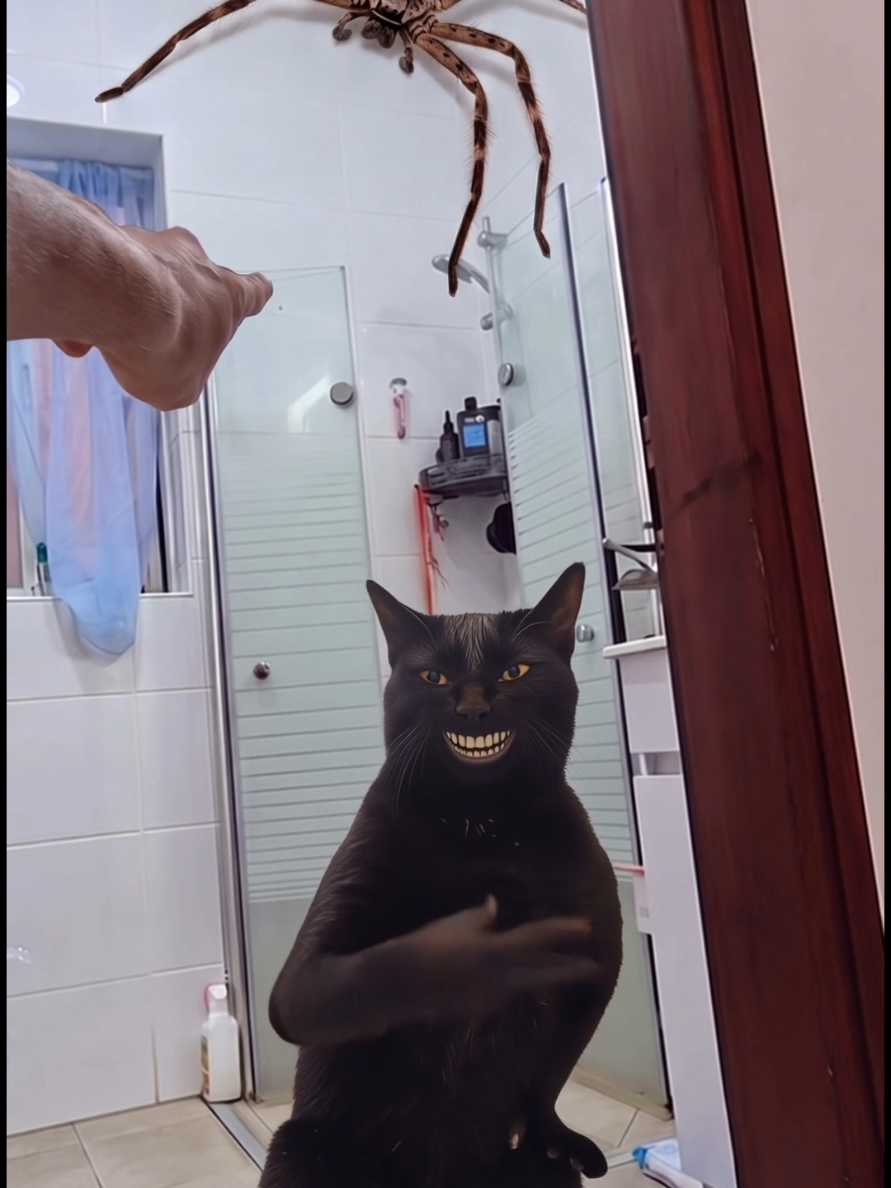 #cat 