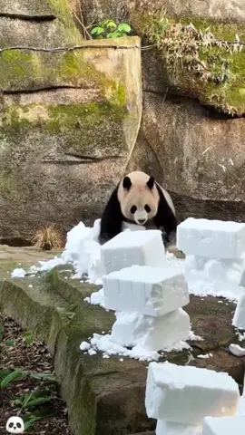 Funny panda🤣🤣 Do you want be a panda #funny #panda #funnyvideo #tiktok #fpy 
