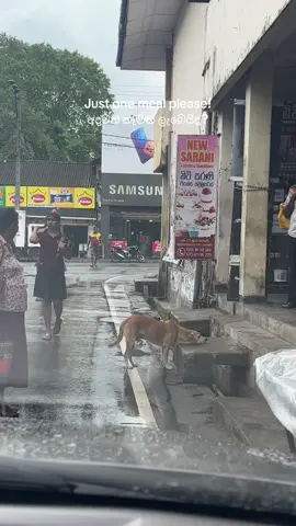 Feed a stray, warm a heart!🐶❤️ #creatorsearchinsights #fypシ゚viral__  #straykids #straydog 