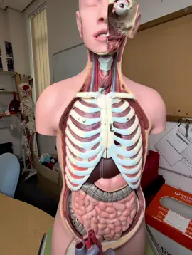 Blood flow through the heart #anatomy 