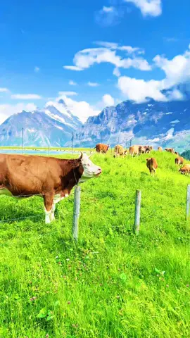 Missing the alps  #switzerland #cows #nature #fyp #Hiking 