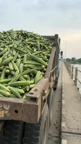 🌿🌱 From One Fallen Okra to a Beautiful Okra Garden! ✨ Watch nature transform a barren riverbank into a lush green paradise filled with fresh okra, healthy plants, and peaceful wildlife. 🌧️🌿🦋🐦 🎧 Only natural sounds — no music! #Okra #Nature #LifeCycle #OkraGarden #naturesounds 