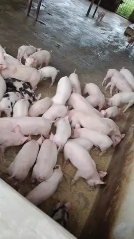 #creatorsearchinsights #pigfarm 