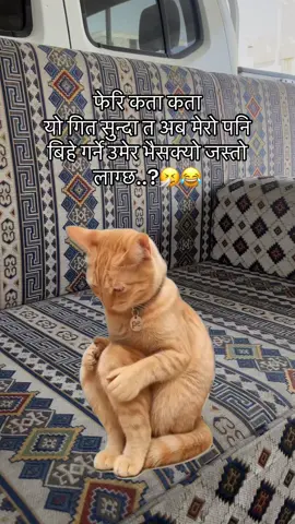 #CapCut 