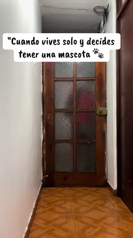 “Yo llegando con su galletita como si fuera un banquete 😂” #perrosgraciosos #humor #fyp #parati #viral 