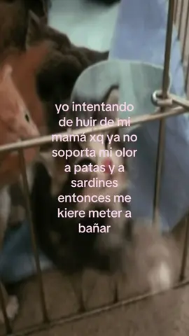 no mamá no me bañaré #cat #fyp 