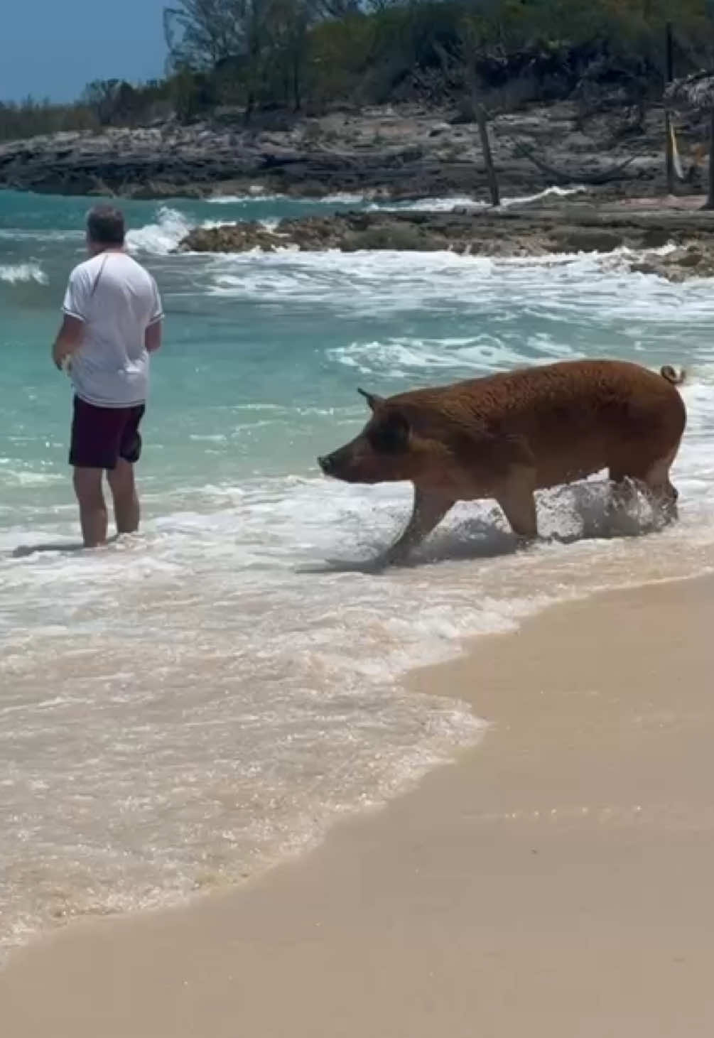 Swimming with the pigs 🐷 experience in Bahamas 🇧🇸#swimmingwithpigs #bermuda #piggies #ocean 
