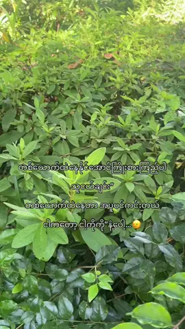#မိယွန်း #creatorsearchinsights #thinkb4youdo 