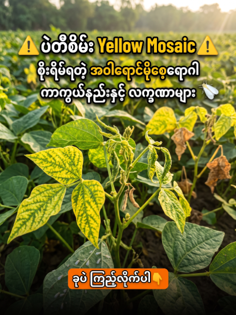 ပဲတီစိမ်း အဝါရောင်မိုစေ့ရောဂါ ( Yellow Mosaic ) အကြောင်းတင်ပြပေးထားပါတယ်။ အရင်နှစ်တွေကရော တောင်သူတွေ ဘယ်လိုဖြေရှင်းခဲ့ကြလဲ #ဒို့ကျေးလက် #စိုက်ပျိုးရေးနည်းပညာပေးအဖွဲ့ #စိုက်ပျိုးရေးနည်းပညာ #OrganicFarm #ခေတ်မီဇီဝစိုက်ပျိုးရေးနည်းပညာ #စိုက်ပျိုးရေးပညာပေး #စိုက်ပျိုးရေး #ပဲတီစိမ်း #ပဲတီစိမ်းစိုက်ပျိုးရေး #အဝါရောင်မိုစေ့ရောဂါ #YellowMosaic