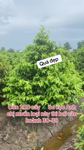 Quá đẹp #😍 #maivang  hàng Tết 