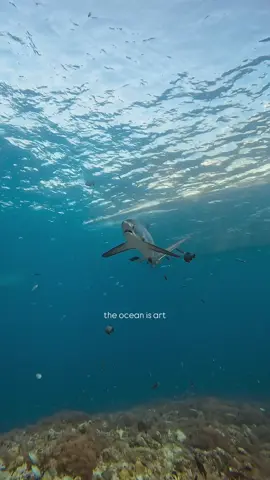 T H R E S H E R   S H A R K #malapascua #philippines #threshershark #visayas #gopro 