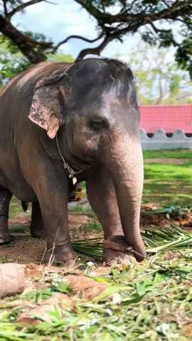 දෙව්මිණි බතලි 😍❤️ #Dew #Dewminiathinna #elephant #onemillionaudition #viraltiktok @Nimesha 🦋😚 @Buddhini Yashodara @Deshan Menuranga @c_ashen9 @Ishan Uditha @ZiEye 