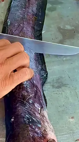 A tu vue une fois une anguille électrique ? #Nature #Animaux #incroyable #viral #CurioZone 