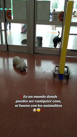 #❗️😇🐶 En un mundo donde puedes ser cualquier cosa, sé bueno con los animalitos🐶😇❗️