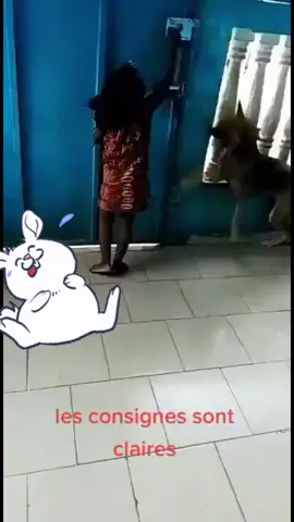 Un chien comme ça ou rien le chien le plus utile de toute la Côte d’Ivoire😭🤣🤣