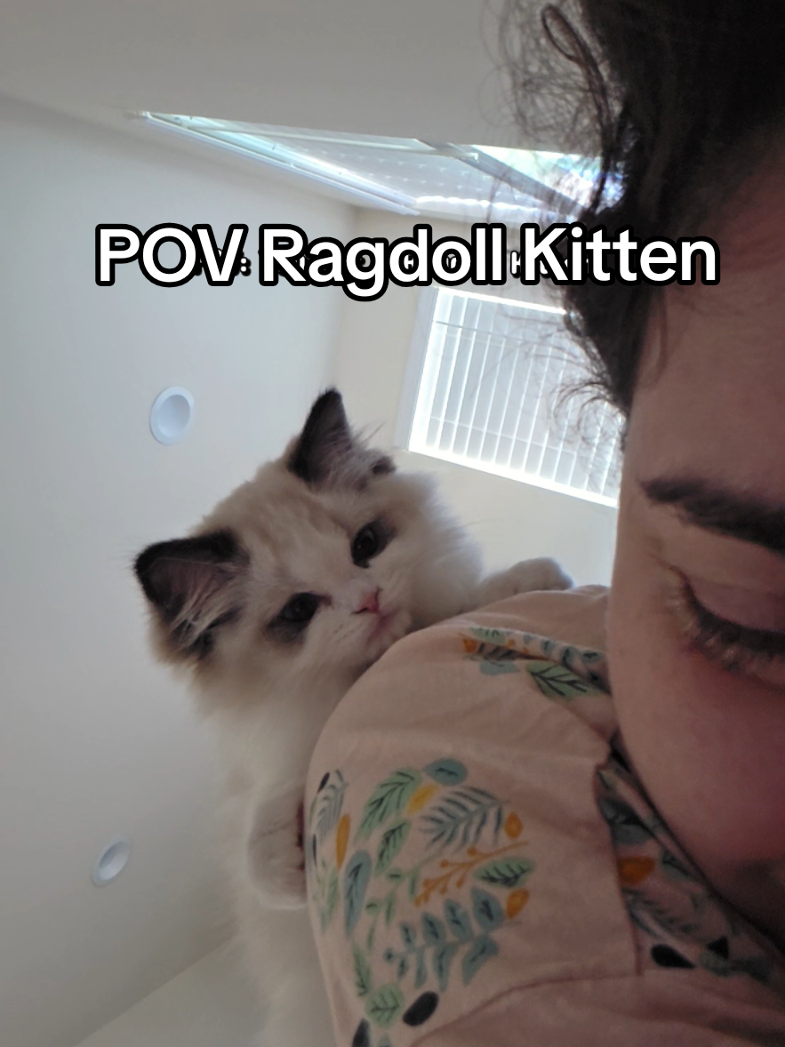 Cannot describe this feeling.  #GiraTinaRagdoll #catsoftiktok #kittensoftiktok #catmom #ragdoll 