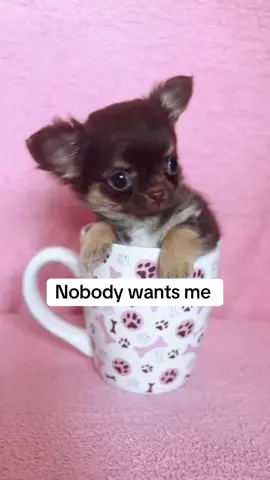 ##Chihuahua #ChihuahuaPuppy #ChihuahuaLove #ChihuahuaLife #ChihuahuaLovers  