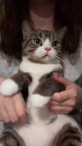 #catsoftiktok #meow #cutecat #pet #fyp 
