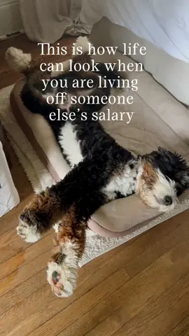 Literally living the dream.  #bernedoodle #dogsoftiktok #doglife #doghumor #doodlesoftiktok 