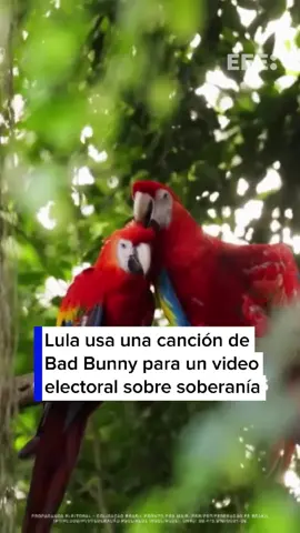 El presidente brasileño, Luiz Inácio Lula da Silva, se inspira en una canción de Bad Bunny para defender la soberanía nacional en un video de propaganda electoral publicado en sus redes sociales, de cara a los comicios del 4 de octubre. 📹RR.SS de Lula Más info en EFE.com #EFENoticias