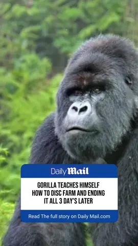 I don’t blame the gorilla I hate disc farming #zenlesszonezero #zzz #zzzero #zenless  