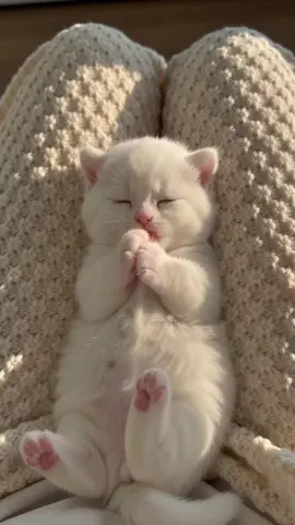 #kittenlovers #adorablecats #cat #kitten #pet 